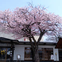 投稿日:2018年5月29日 写真