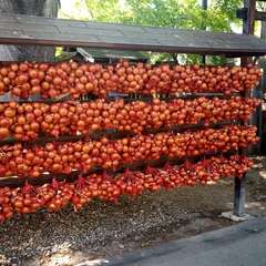 投稿日:2021年5月16日 写真