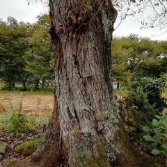 境内の巨木(投稿日:2020年10月25日) 写真