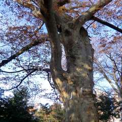 投稿日:2015年11月15日 写真