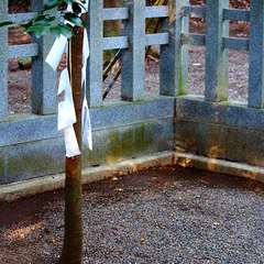 投稿日:2015年1月5日 写真