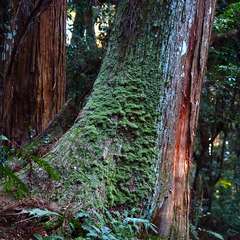 投稿日:2015年1月5日 写真