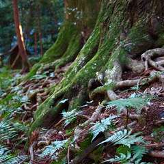投稿日:2015年1月5日 写真