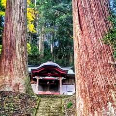 吉田八幡神社(投稿日:2025年11月18日) 写真