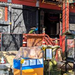 雨引山 楽法寺 孔雀がそこかしこにいます(投稿日:2025年12月14日) 写真