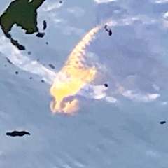 投稿日:2019年8月14日 写真