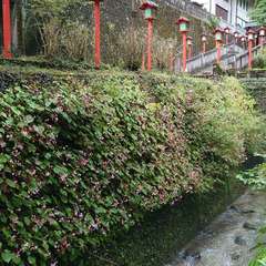 出流山 滿願寺(投稿日:2024年9月16日) 写真