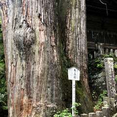 投稿日:2025年5月29日 写真
