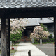 本妙寺