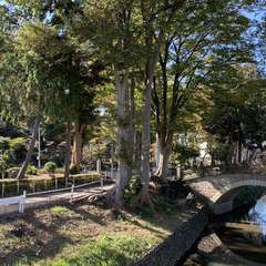 八坂神社(投稿日:2024年11月21日) 写真