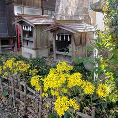 本殿の脇の小さな祠の側にはツワブキが花を咲かせていた(投稿日:2024年11月18日) 写真