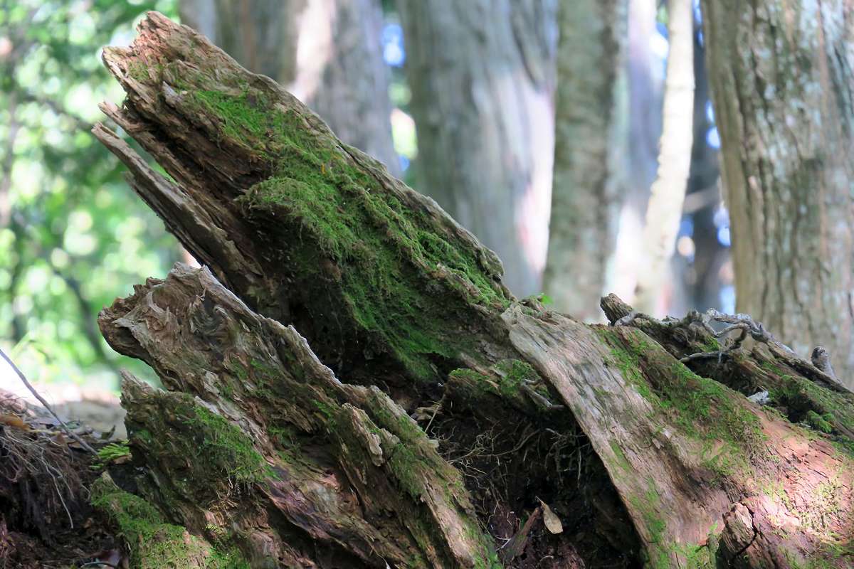 朽木苔 【公式通販】