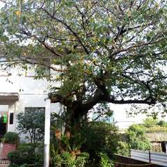 投稿日:2015年10月4日 写真