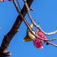 投稿日:2024年1月30日 写真