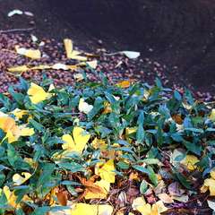 投稿日:2015年1月3日 写真