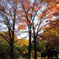 投稿日:2014年11月25日 写真