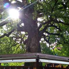 投稿日:2022年6月10日 写真