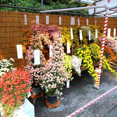 投稿日:2014年11月24日 写真