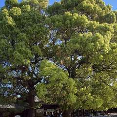 投稿日:2024年10月3日 写真
