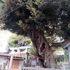 写真