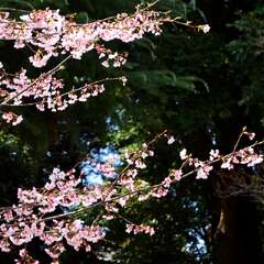 投稿日:2025年2月4日 写真
