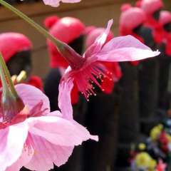 投稿日:2019年3月26日 写真