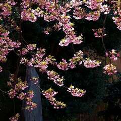 投稿日:2025年3月9日 写真