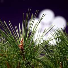 投稿日:2025年1月25日 写真