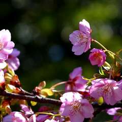 投稿日:2025年3月9日 写真