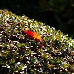投稿日:2025年2月2日 写真