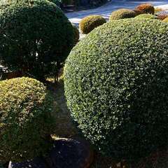 投稿日:2025年2月2日 写真