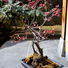 投稿日:2025年2月7日 写真