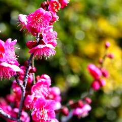 投稿日:2025年2月7日 写真