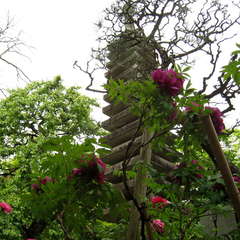 星見山 高蔵寺(投稿日:2024年4月21日) 写真