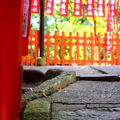 投稿日:2014年12月25日 写真