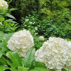 投稿日:2020年6月12日 写真