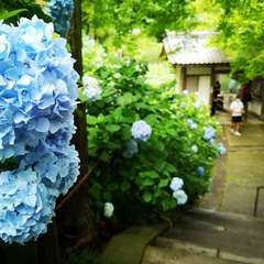 投稿日:2020年6月12日 写真