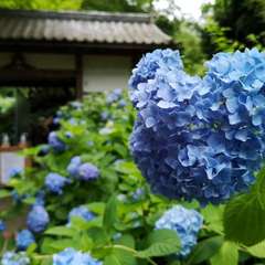 投稿日:2020年6月12日 写真