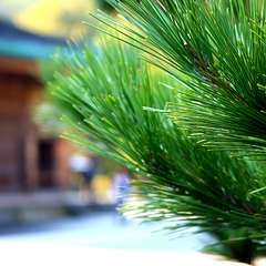 投稿日:2014年12月8日 写真