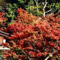 投稿日:2014年12月8日 写真
