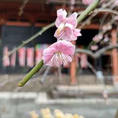 投稿日:2022年3月21日 写真