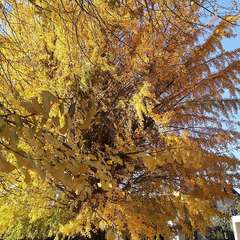 投稿日:2020年11月21日 写真