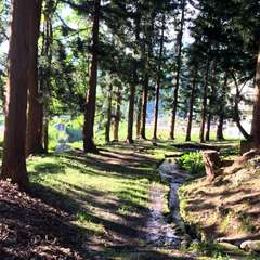 赤城神社 奥(投稿日:2017年5月19日) 写真