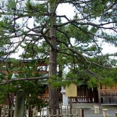 投稿日:2016年8月1日 写真