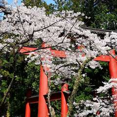 投稿日:2021年4月10日 写真