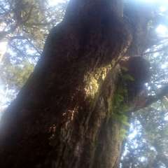 地域の方が掃除に。朱印は電波が来てないようで 取得できず。(投稿日:2019年4月7日) 写真