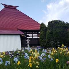 ジャーマンアイリス(投稿日:2021年5月30日) 写真