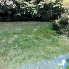 投稿日:2024年8月15日 写真