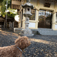 朝宮神社