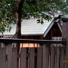 布自神社(投稿日:2025年10月19日) 写真